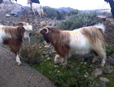 Ένα διαφορετικό Kiki Challenge από τα... τραγιά της Κρήτης (βίντεο)